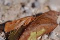Limnephilus rhombicus